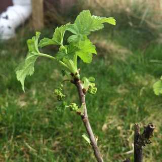 Rooting Currant Cuttings in Water