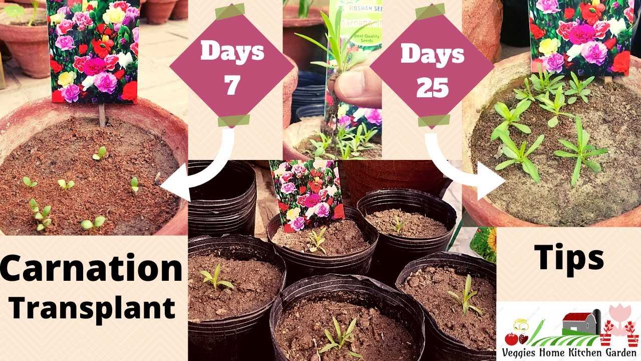 3. Germination Rate
