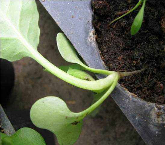Steps to remove and destroy infected plants:
