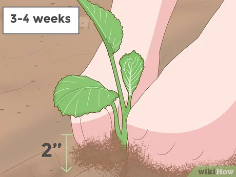 2. Prepare the soil properly: