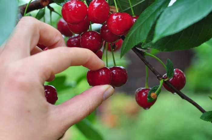 The most important feeding of cherries: don't miss the flowering - save 80% of the harvest!