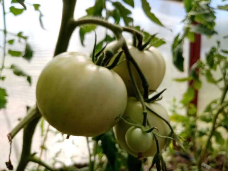 What is Phytophthora and Tomato Resistance?