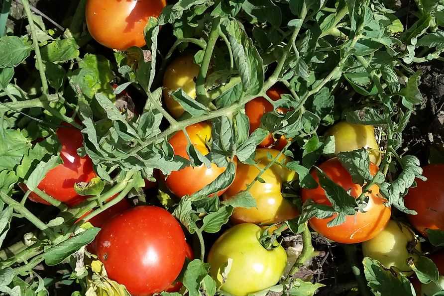 Popular Heirloom Tomato Varieties