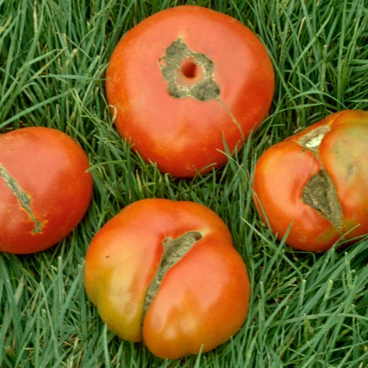 What are Productive Tomatoes?