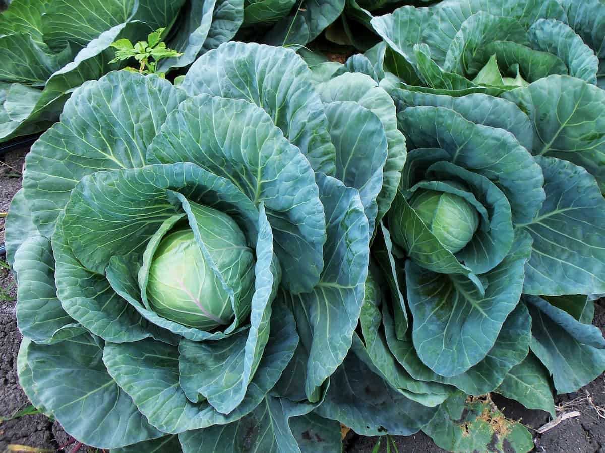 Calculating the Optimal Spacing between Cabbage Plants