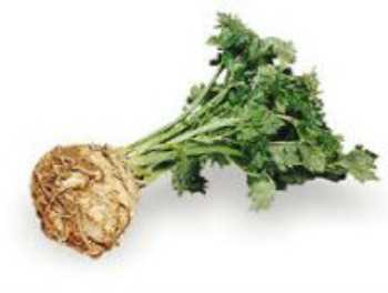 Winter Celery Root