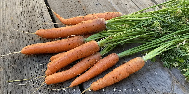 When and How to Stop Watering Carrots for Optimal Growth