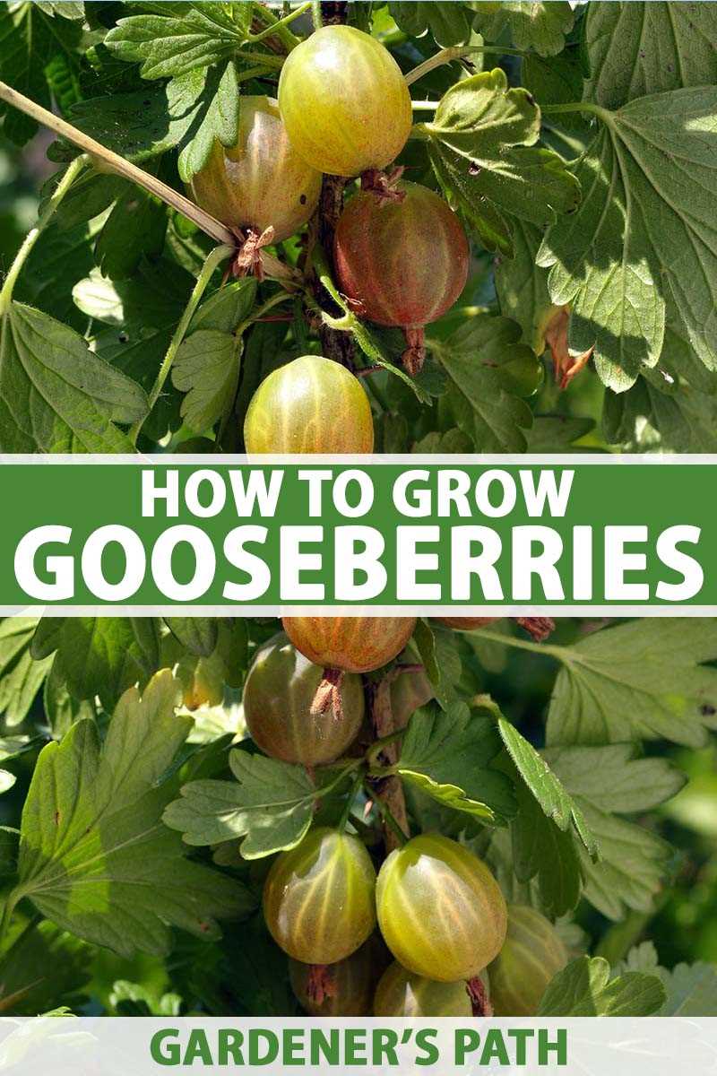 1. Inspect the Gooseberry Bush