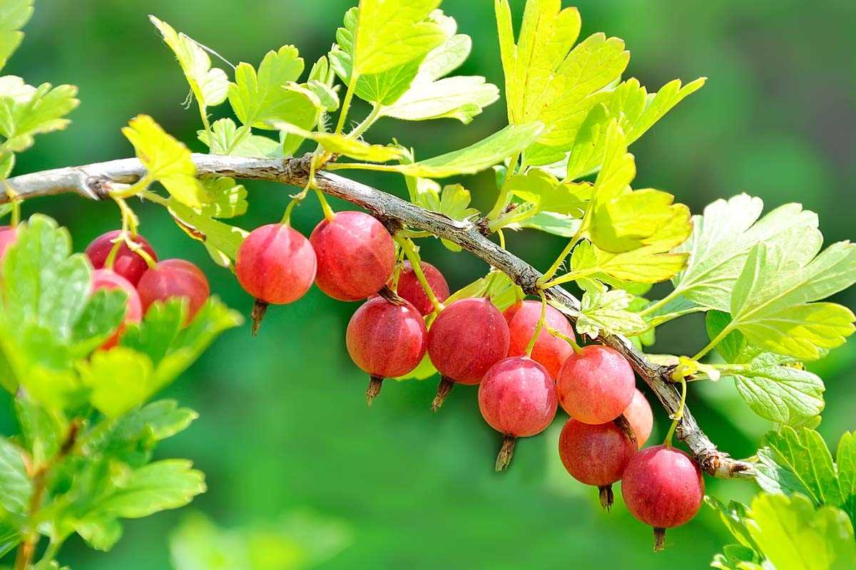 1. Prune in the Dormant Season