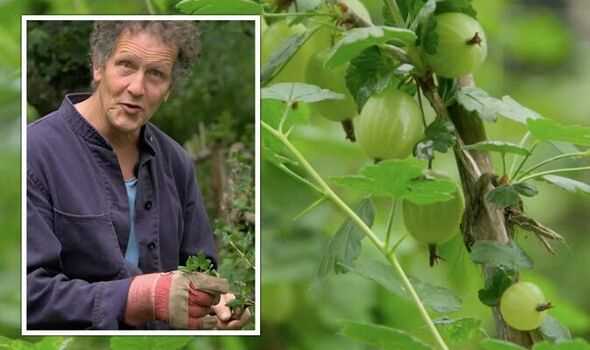 Assessing the Growth of Your Gooseberry Bush
