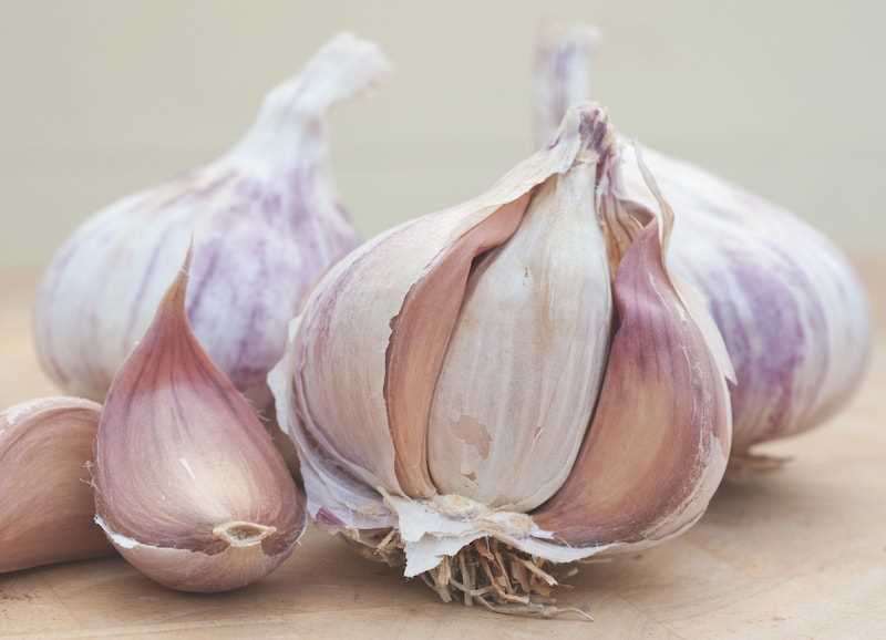 Storing winter garlic