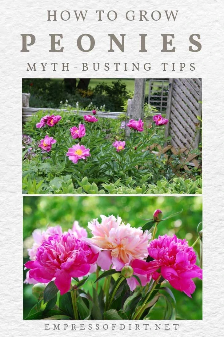 the subtleties of planting peonies when not to d pa90orjp