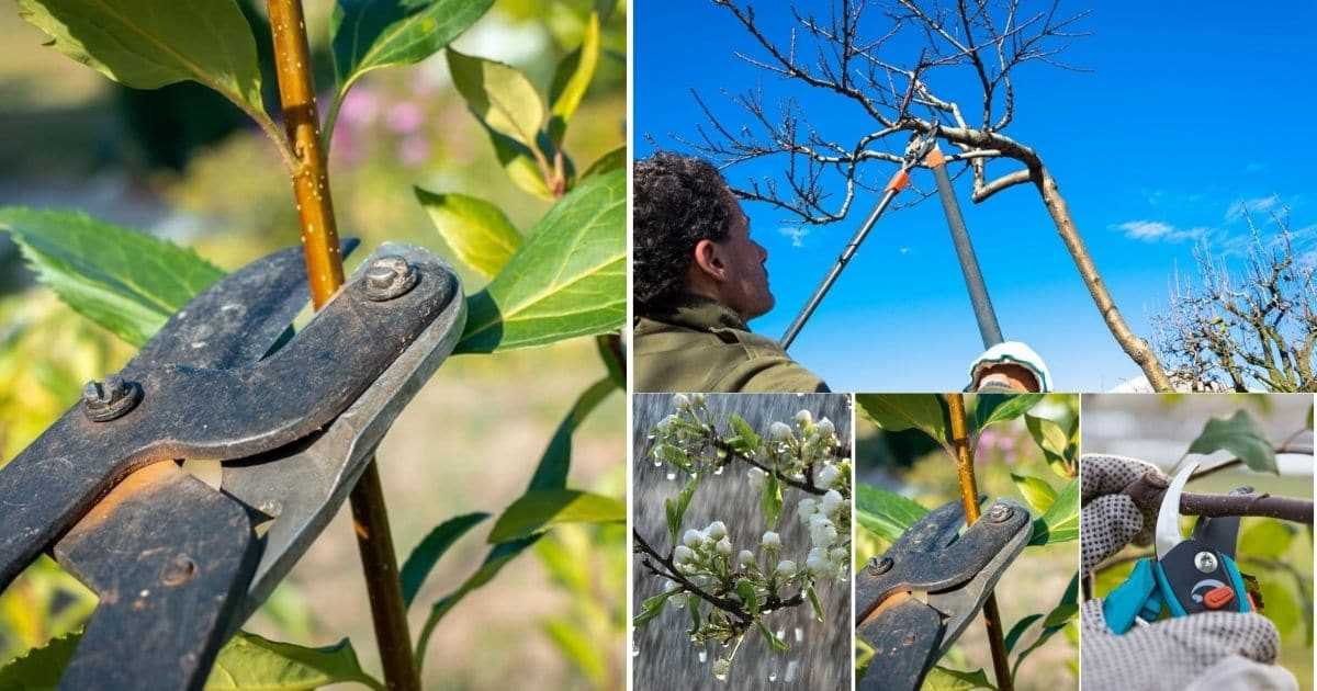 The Consequences of Pruning Mistakes on Pear Trees