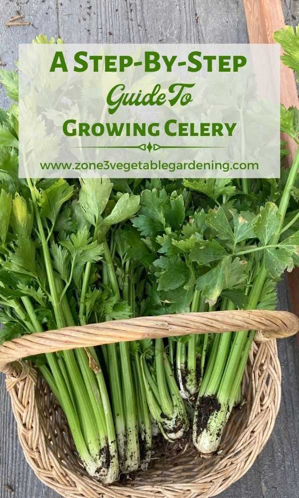 three ways to sow celery on seedlings ely1u6ce