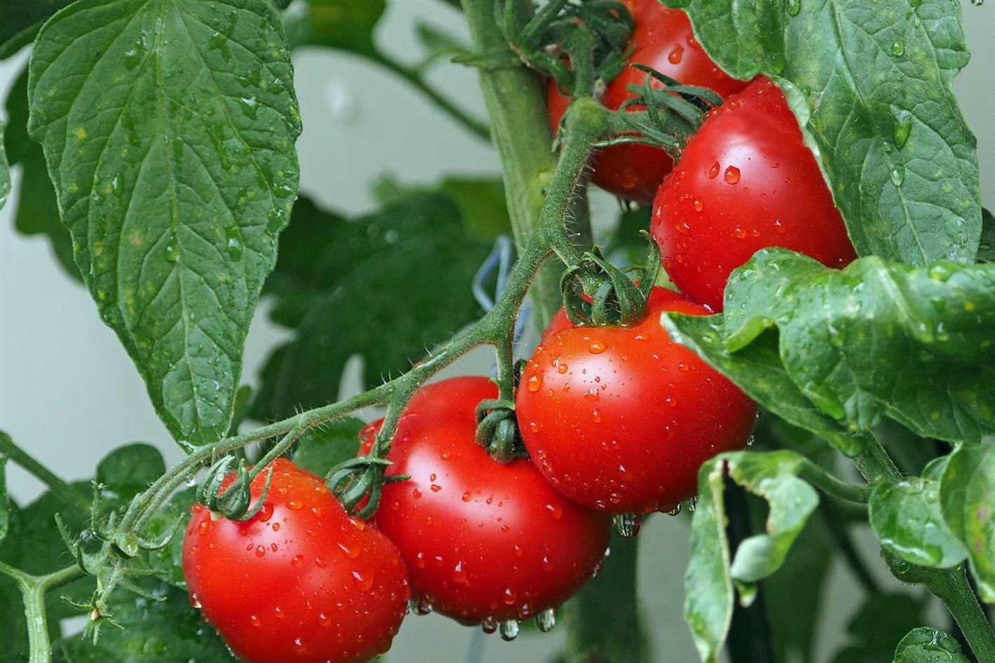 Steps for Direct Sowing Tomatoes