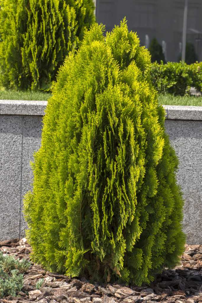 Thuja plicata (Western Red Cedar)