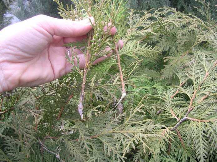 Planting Thuja