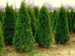 Thuja orientalis (Oriental Arborvitae)