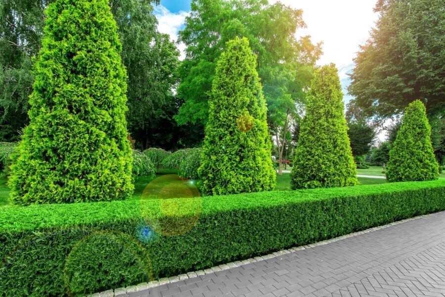 Watering Your Thuja Hedge: Best Practices and Common Mistakes to Avoid