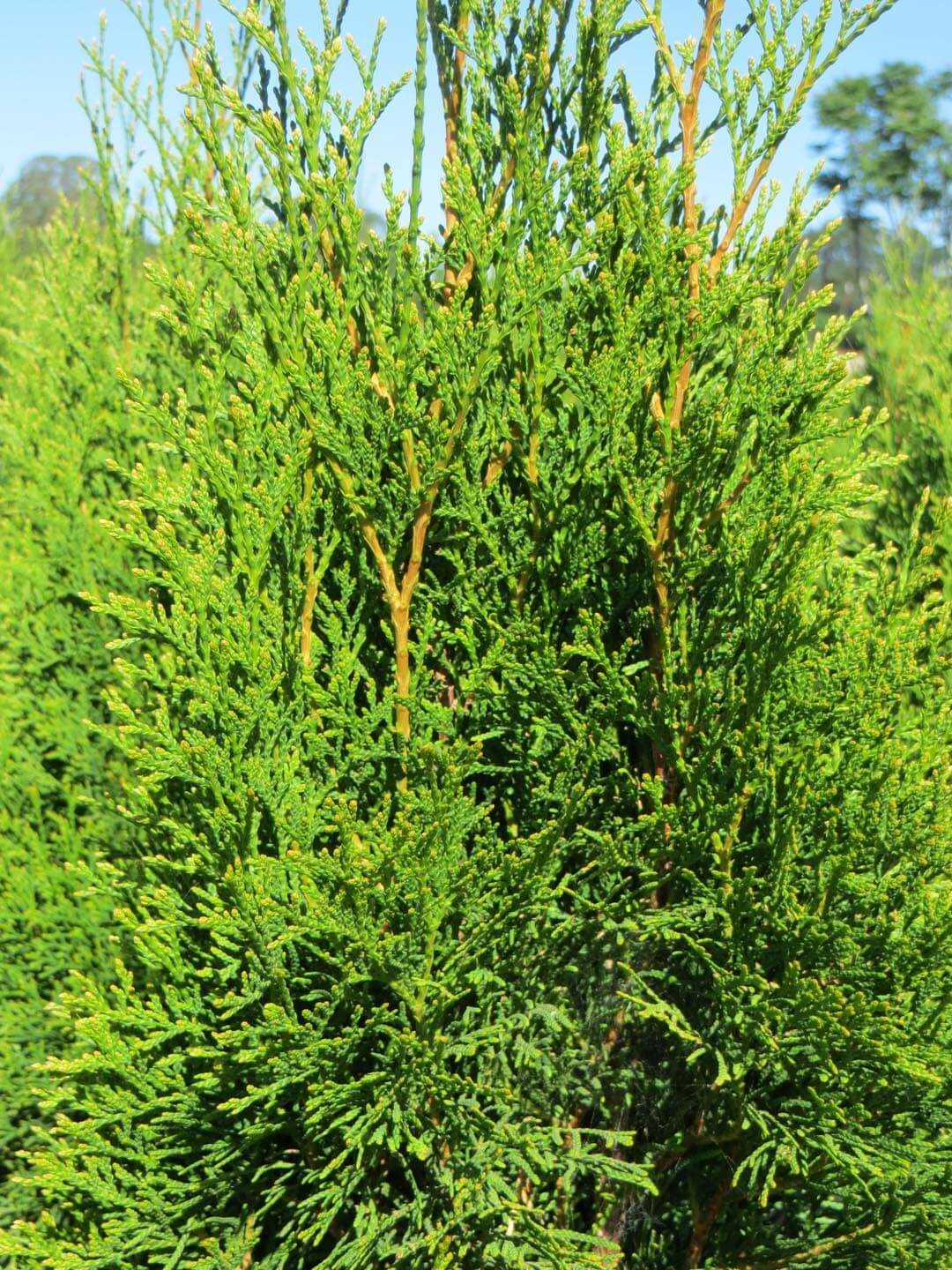 Thuja occidentalis: Planting and Care