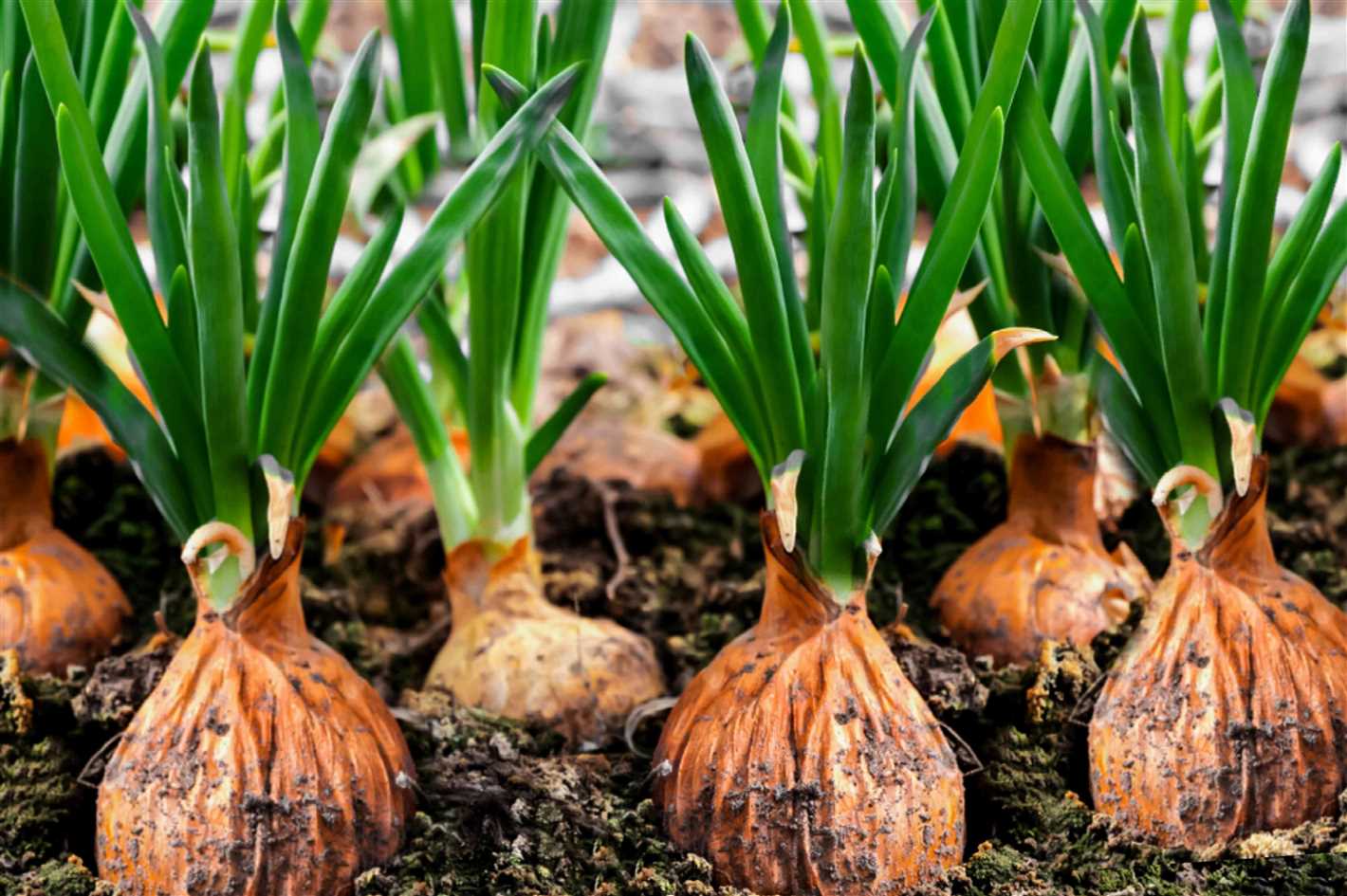 Three popular onion varieties to consider