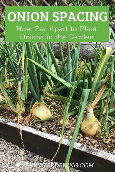 Why it is the right time to sow onions in your garden this year