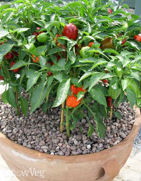 Sowing Sweet Pepper Seeds