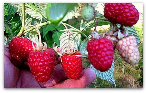 Watering Raspberries: How to Keep Them Hydrated