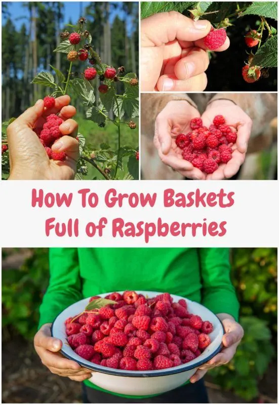 Additional Tips for Mulching Raspberries