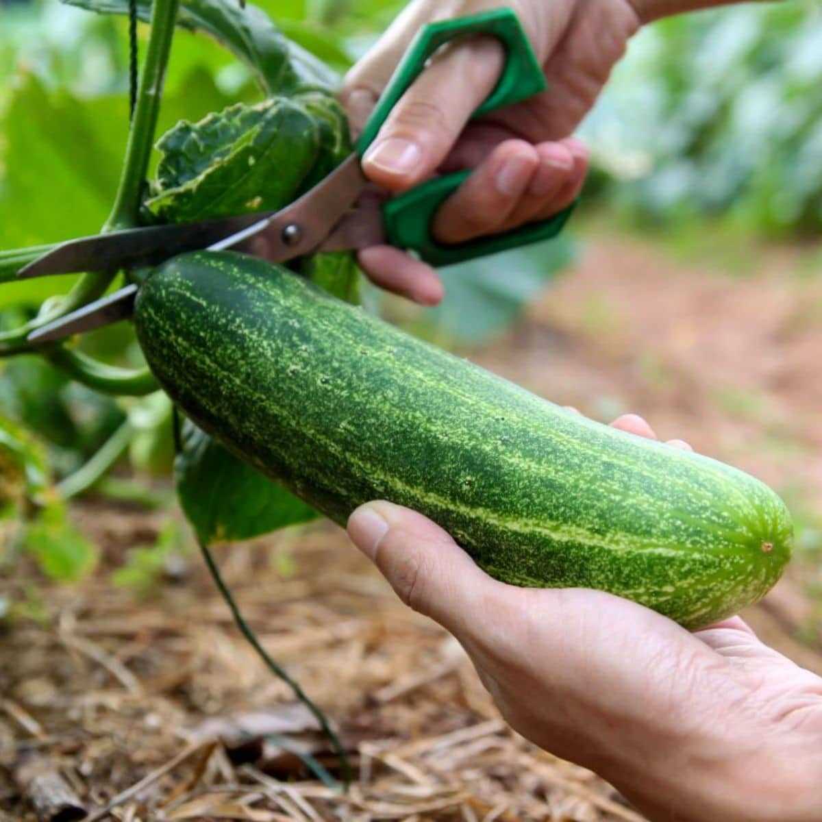 Фото большого огурца. Сбор огурцов в теплице. Concombre cucumber. Cucumber grow. Cucumber ошн.