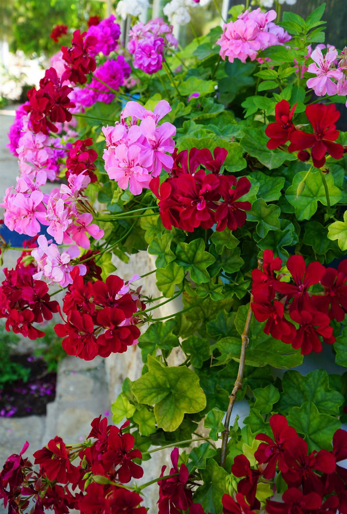 tips for continuous flowering of pelargoniums th npb1p2m8