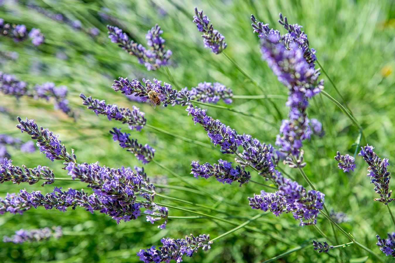 Other Lavender Varieties