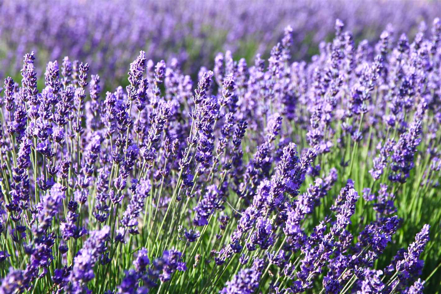 Harvesting and Using Lavender