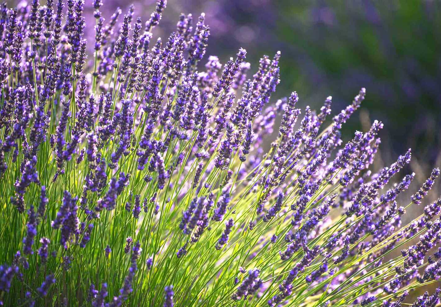 Maintenance Tips for Lavender