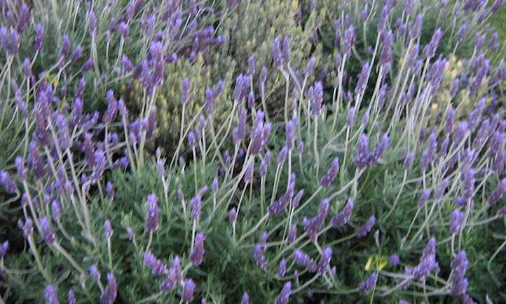 French Lavender (Lavandula dentata)