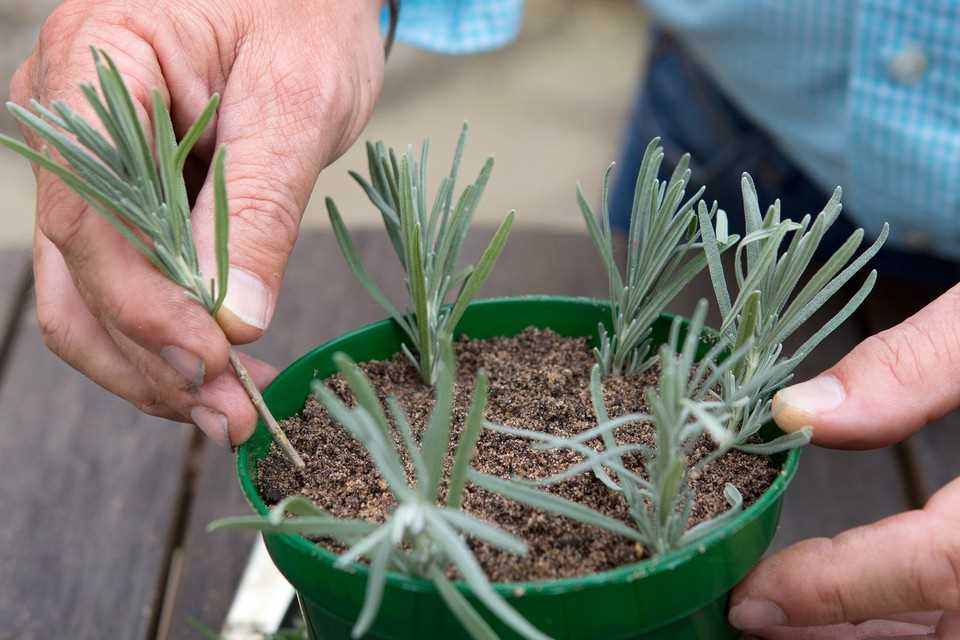 Spanish Lavender (Lavandula stoechas)