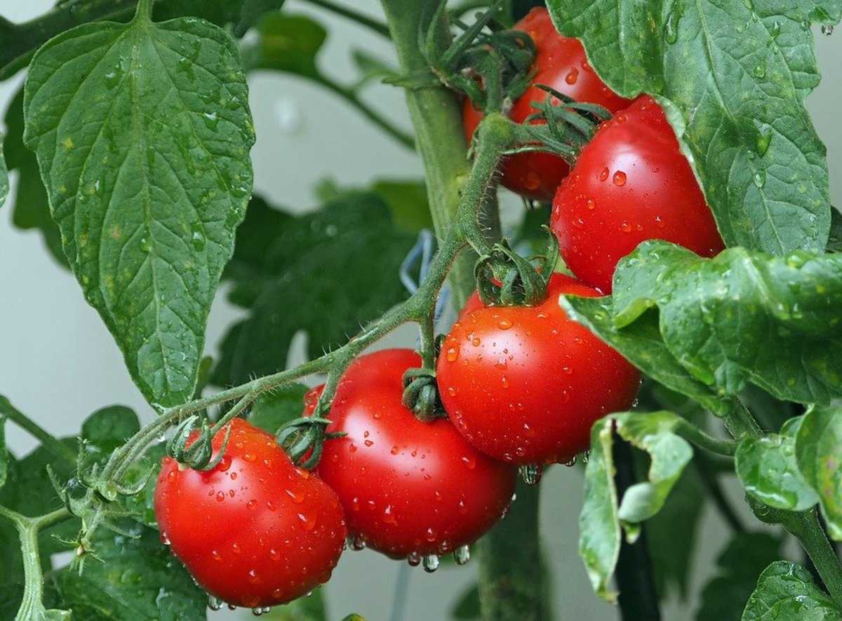 The Importance of Nitrates for Tomato Crop