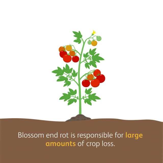 to avoid losing the tomato crop urgent help to p