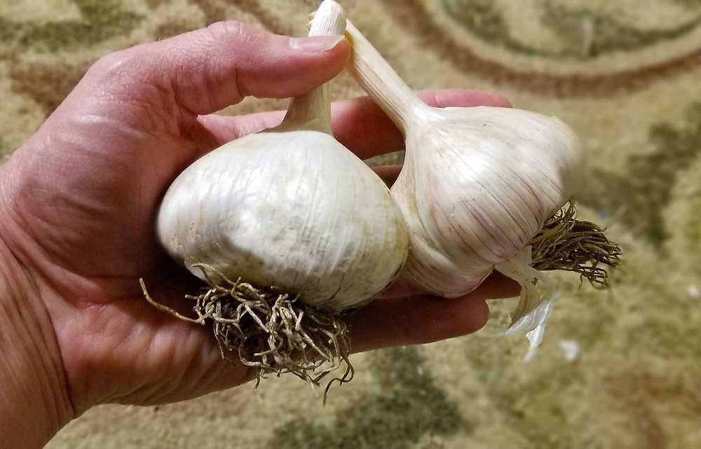 Benefits of Potassium for Garlic Growth