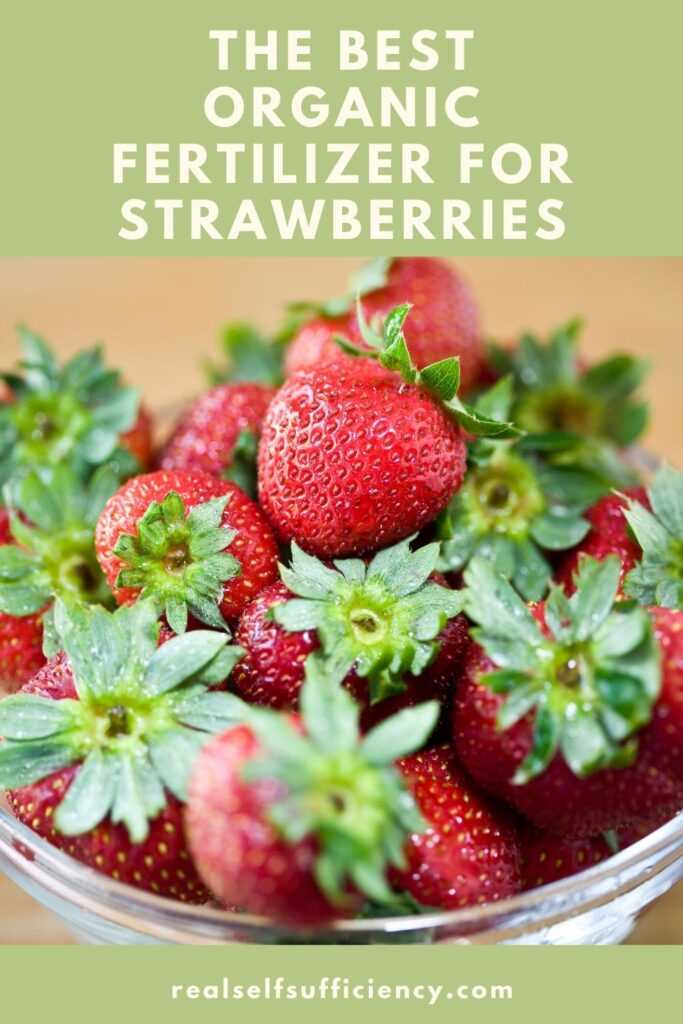 to make strawberries large what organic fertilis 02ifba4p