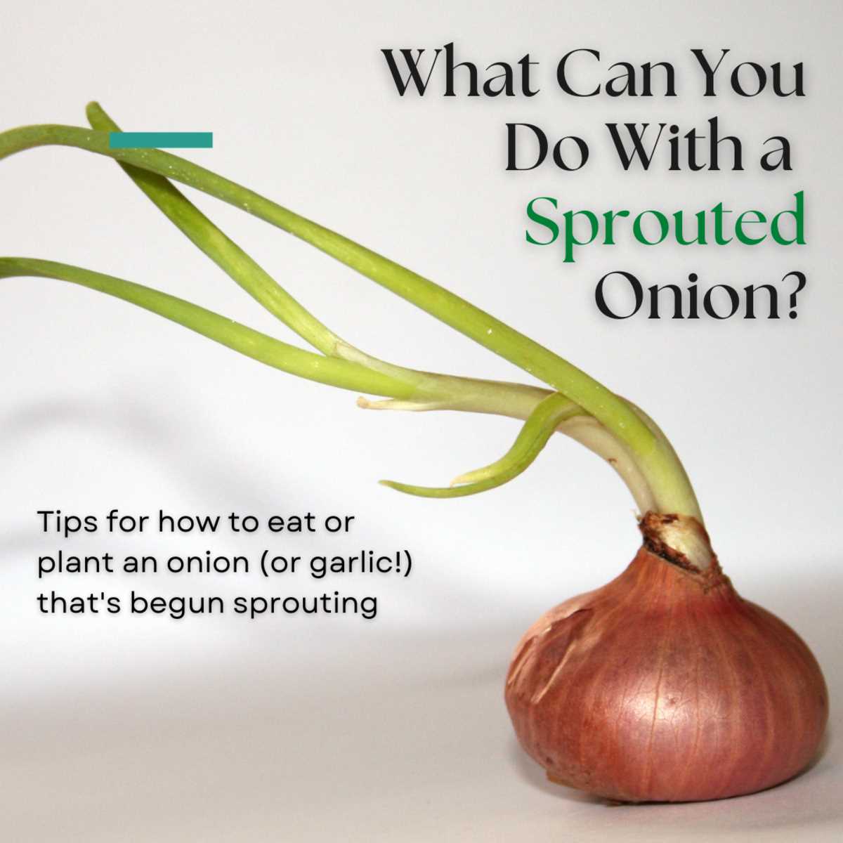 1. Protecting your onions from freezing