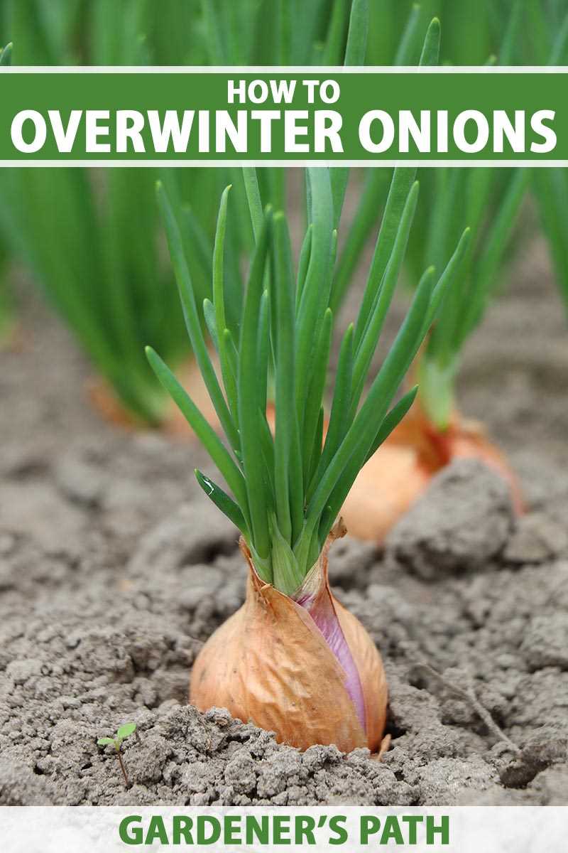 Prevent Onions from Bolting in Winter