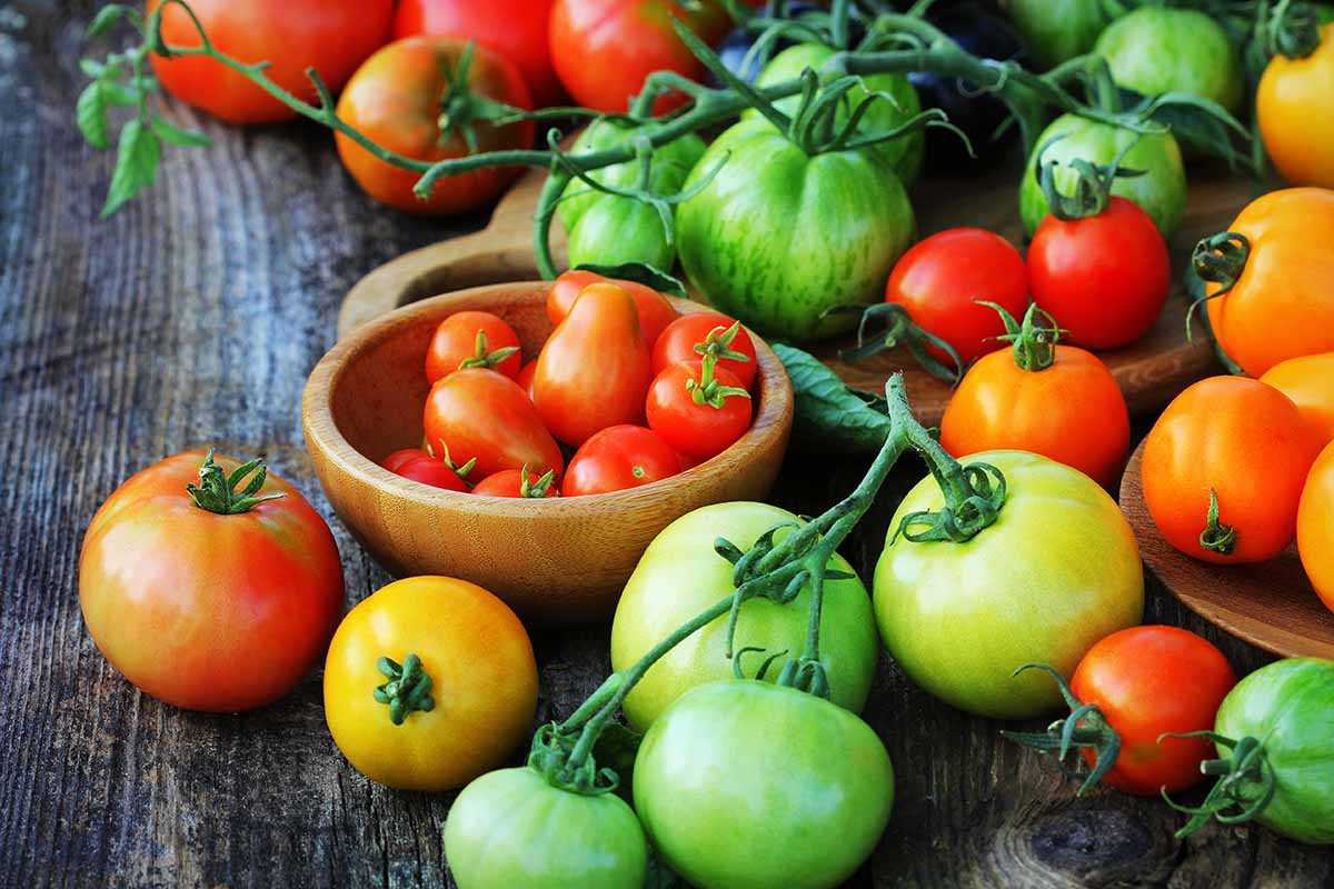 Harvesting Tomatoes Grown from Shoots