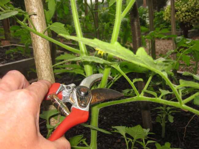 6. Use Clean and Sharp Pruning Tools