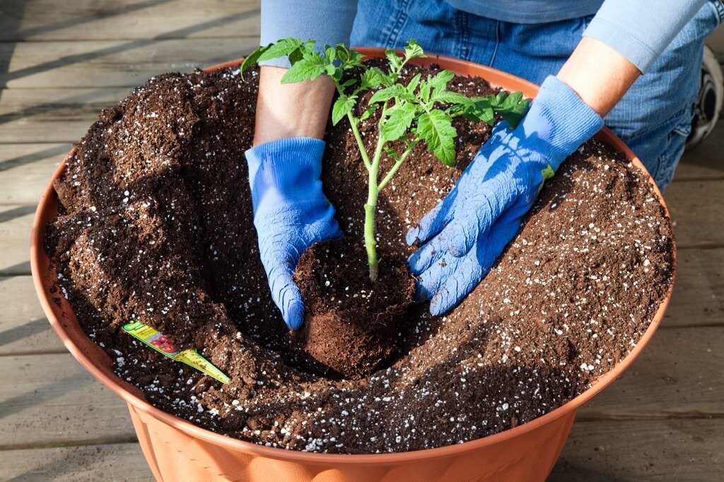 The benefits of prepping tomato seedlings