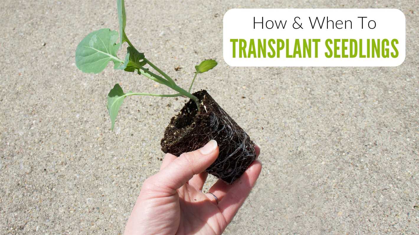 4. Transplant the seedlings