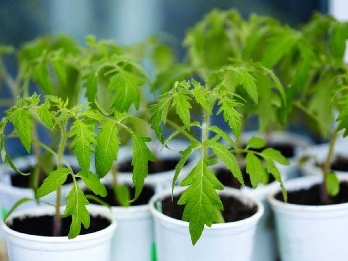 What to do before planting tomato seedlings