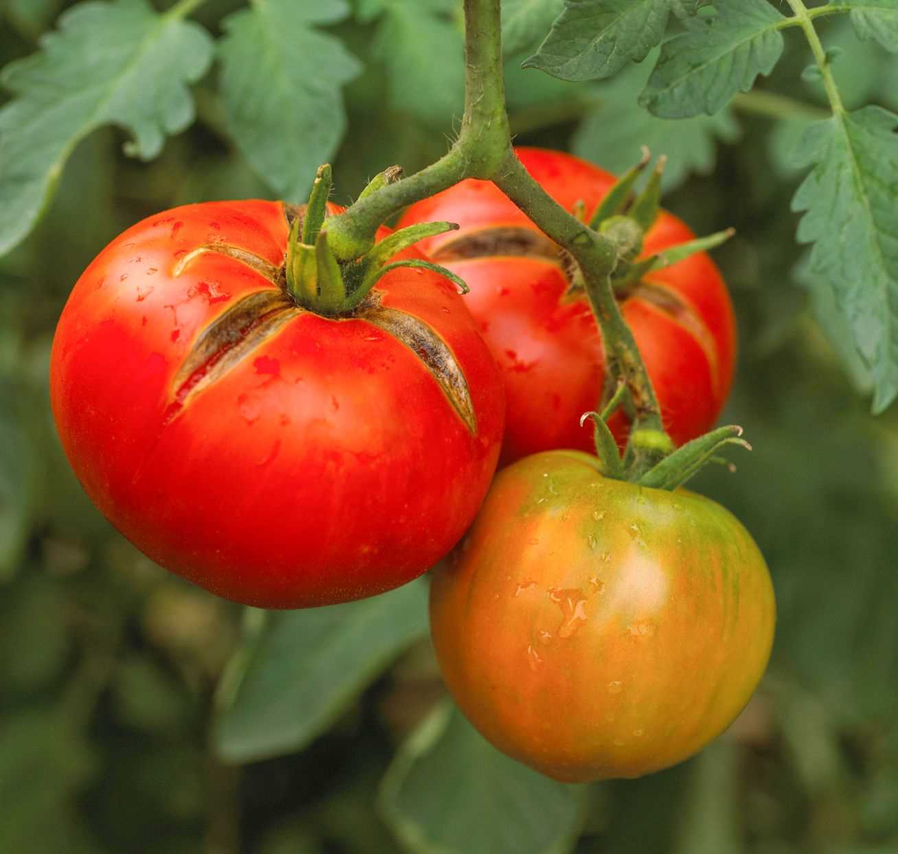 Harvesting Tips for Maximum Yield