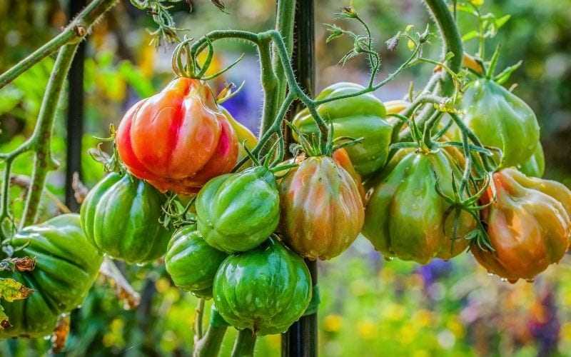 Choosing the Right Tomato Varieties