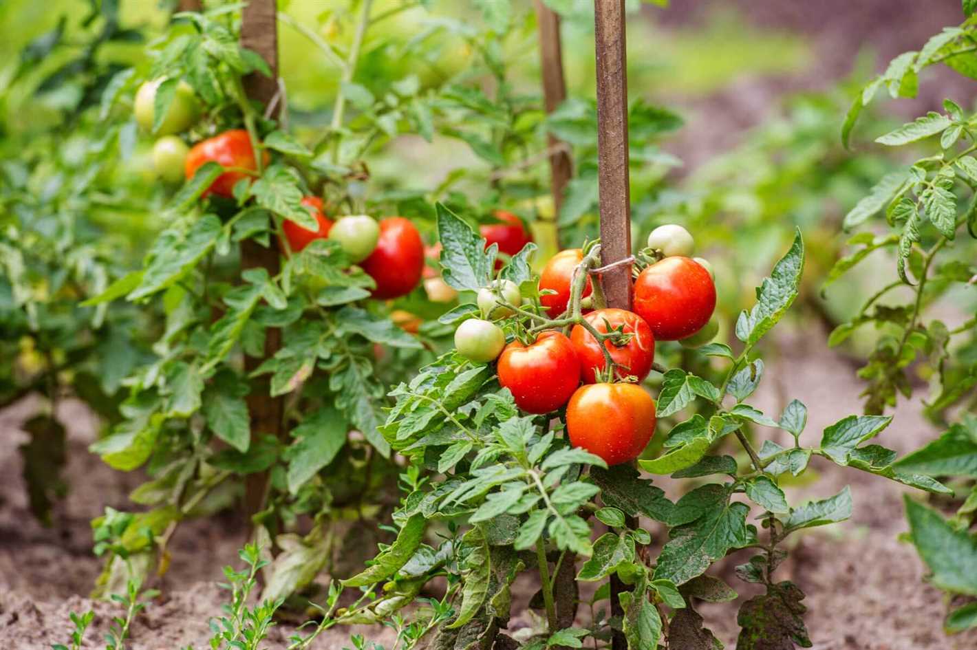 Sourcing quality tomato seeds